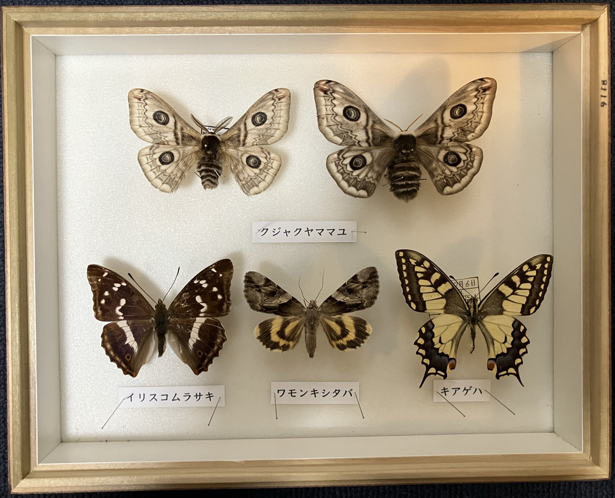 千葉県産　キタクシノハクモヒトデ　実体標本　立体標本 千葉県産キタクシノハクモヒトデ実体標本立体標本