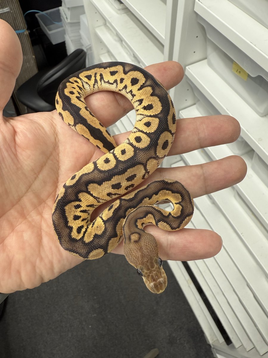 vbp_ballpython's tweet image. 今週のvbp定期X LIVEは10/15(水)21時〜になります!
新入荷のFinest Python便、餌付けが完了した未公開US便、vbp CBを公開予定です。