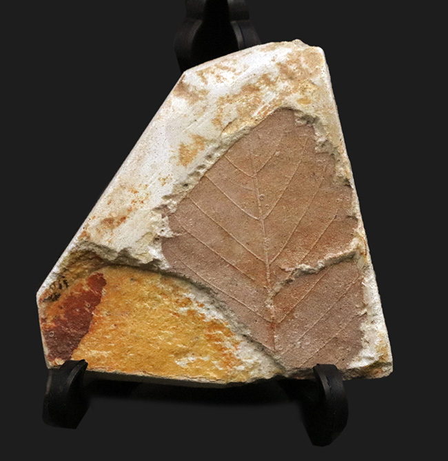 化石・鉱物・隕石販売の化石セブン on X: 