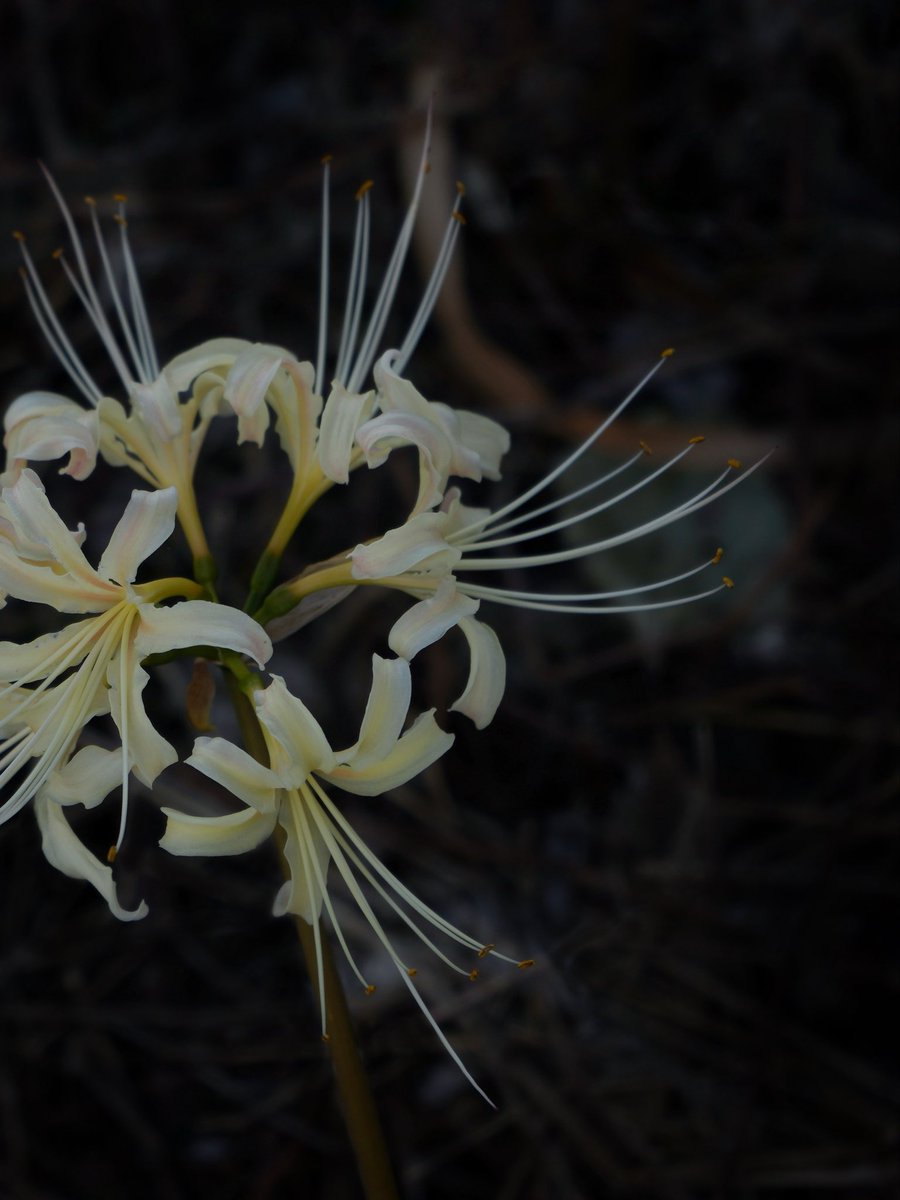 kousuke4816's tweet image. 黄泉御前

#clusteramaryllis #彼岸花 #曼珠沙華