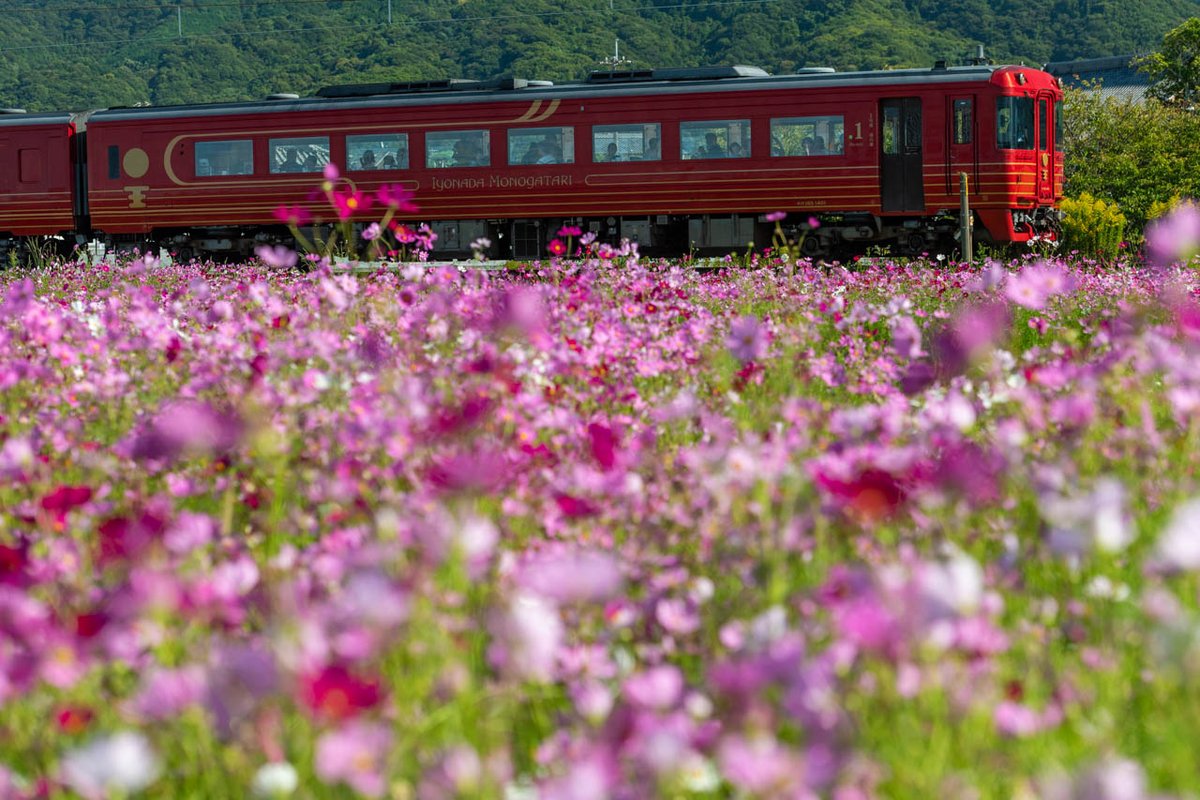 秋らんまん

#伊予灘ものがたり
#予讃線