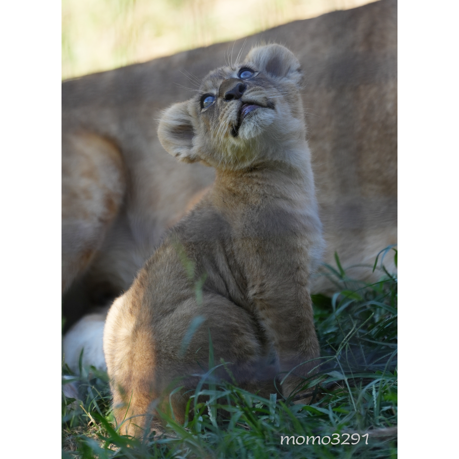 もも♡すけ (@momo3291) / X