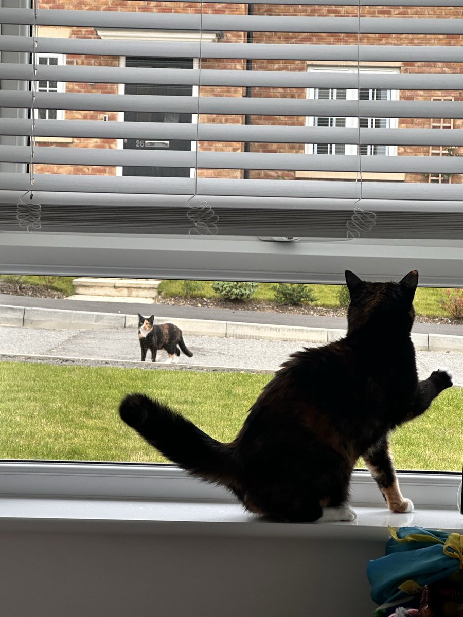 flowerthecatt's tweet photo. Hey you look like me  ? https://t.co/fiCSk2Me9H