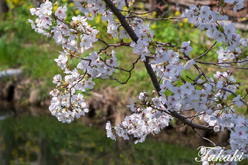 #新河岸川 川越
 撮影：25年3月