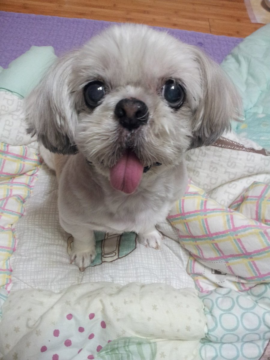 mio4007's tweet photo. 부모님 댁에서 어릴 때 반려한 단비 말고,
온전히 내가 책임진 내 첫 강아지

구조당시 진드기가 너무 많이 붙어있어
보호소에서 지어준 이름이 진드기 시추였던...

내 첫사랑
정말 착하고 사랑스럽고 충직했던 내 강아지

입양생각 있으신 분들은
일단 가까운 보호소에 한번 꼭 가보세요 https://t.co/1gtOrAesnL