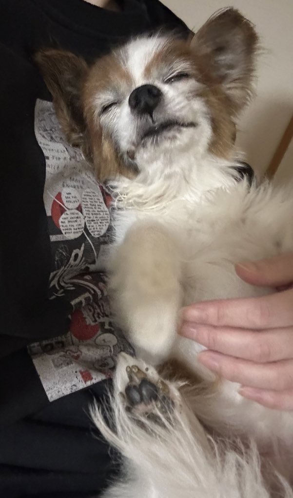 🐶💤だっこ〜💕したい！
～(´∀｀～)ｽｽﾞｽｨ~過ごしやすい

🌙今日も一日お疲れ様でした⭐️
🍁🍂おやすみなさいぬん🐾