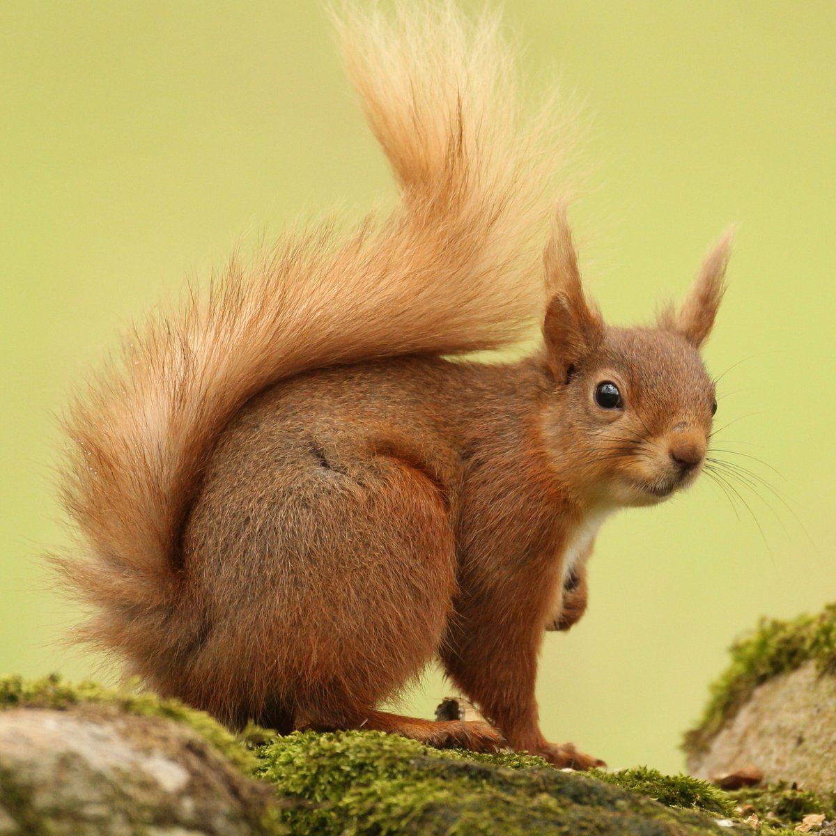 A cheeky red squirrel for today's #photooftheweek - let's have your best  captions, image size:1200x1200