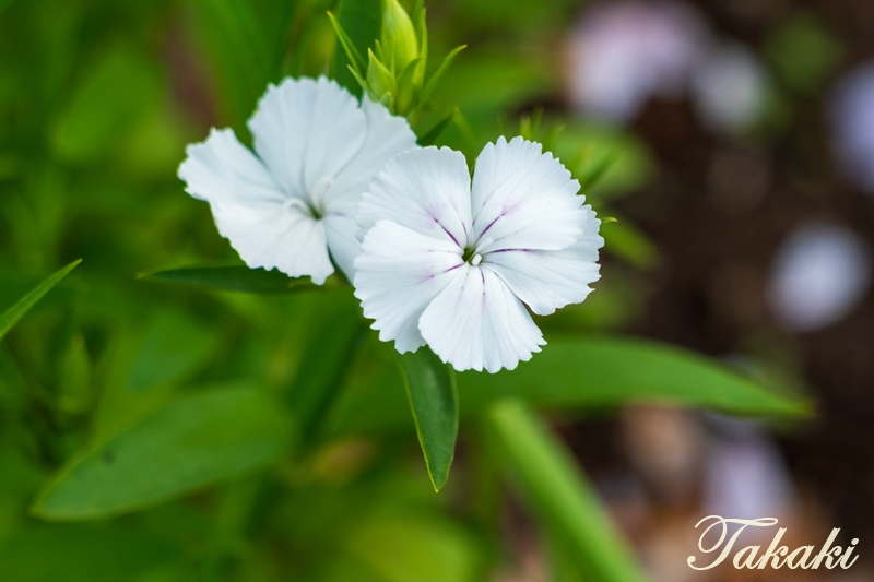 #大宮花の丘農林公苑
 撮影：25年04月