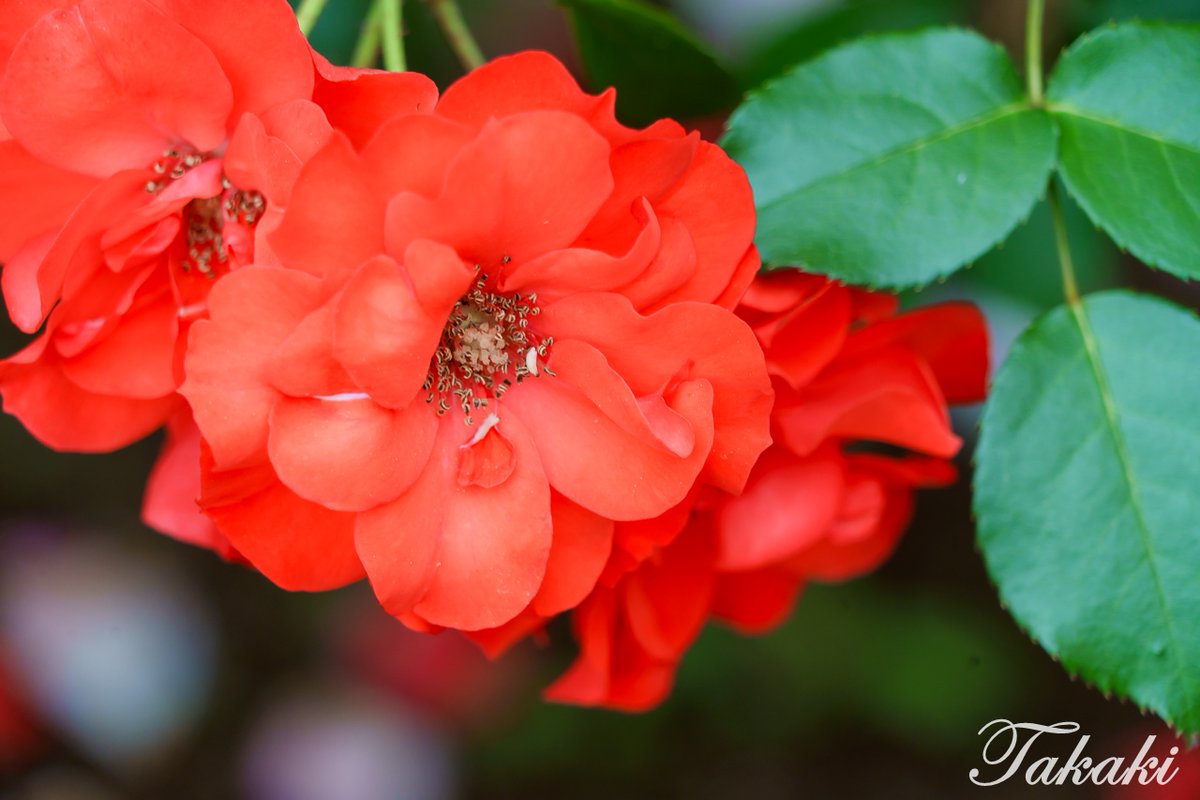 #与野公園／春薔薇
  「ラ セビリアーノ」

 撮影：25年05月