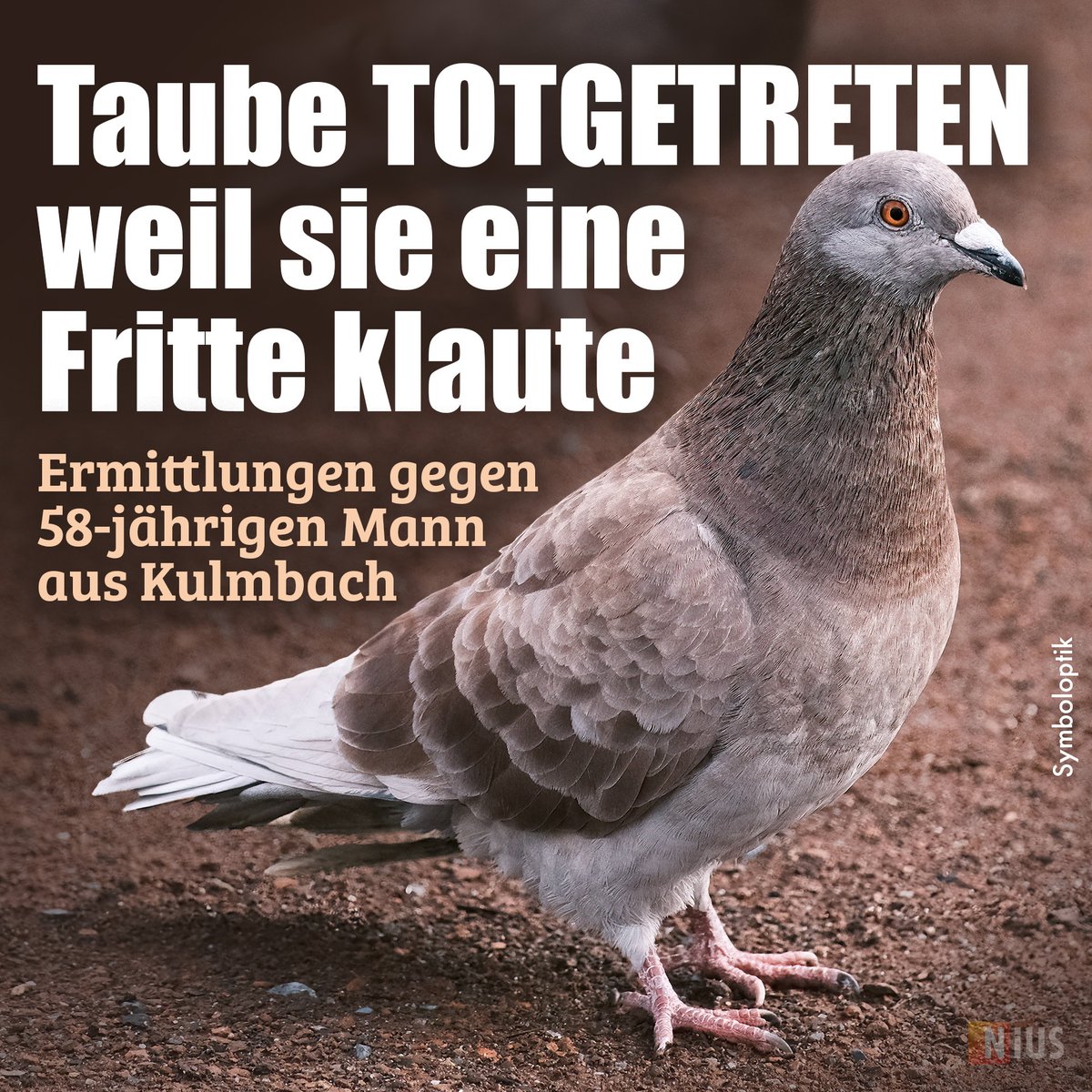 niusde_'s tweet image. Das Tier hatte eine zu Boden gefallene Fritte gegessen, daraufhin trat der Mann dem Vogel auf den Schwanz und tötete sie danach mit einem Tritt. nius.de/kriminalitaet/…