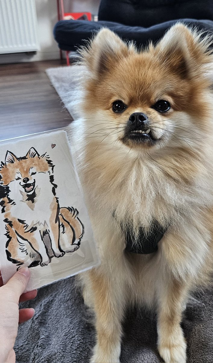 I COMMISSIONED A ILLUSTRATION OF MY BOI DIPPY AND LOOK AT HIM 😭🫶 Its perfect!

Shoutout to @/lostscent.comic on Instagram