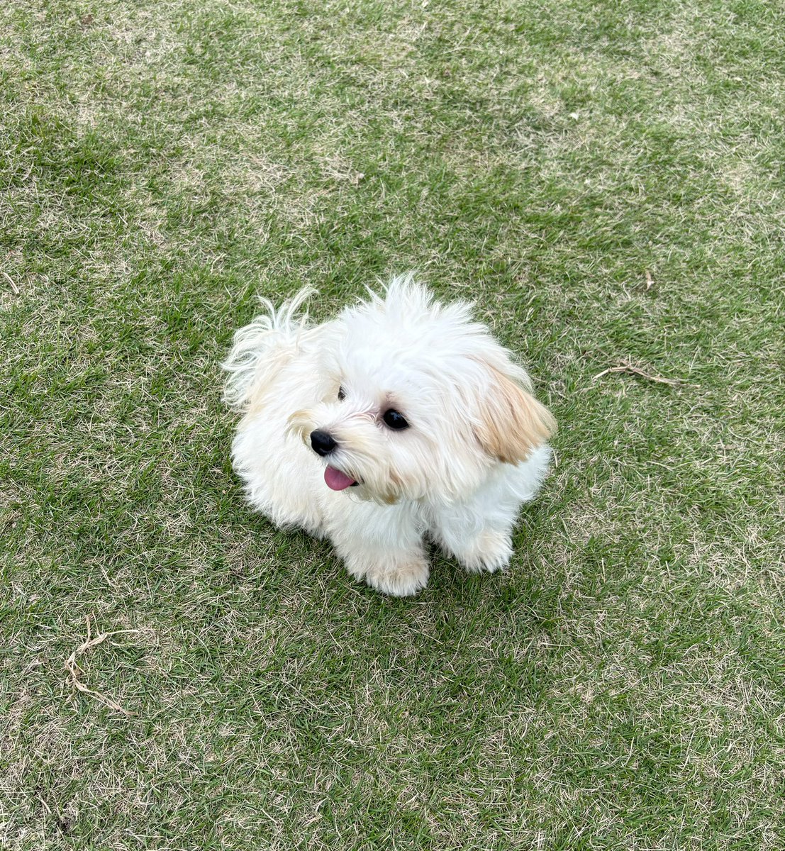 初めてのドッグラン
白い妖精さんみたい〜って言われたよ🧚