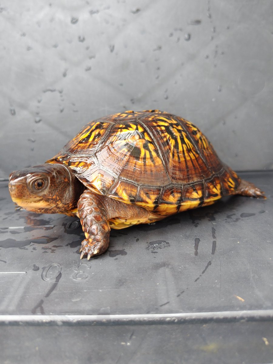 34_wgnc's tweet image. 昨年のぶりくらで迎えた＠GOLD_CASTLEさんの2023CBです。　この個体も屋外飼育にしたら前足が浮腫んだので、病院で抗生剤の注射を打ってもらい注射1本で完治しました。　(^⁠_⁠^)
#トウブハコガメ
#Easternboxturtle 
#Terrapenecarolinacarolina 
#burikura