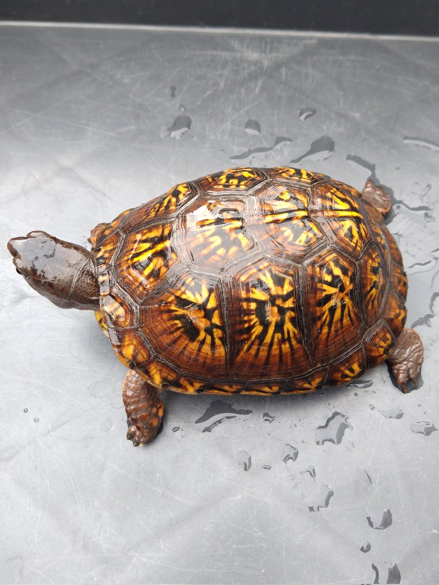 34_wgnc's tweet image. 昨年のぶりくらで迎えた＠GOLD_CASTLEさんの2023CBです。　この個体も屋外飼育にしたら前足が浮腫んだので、病院で抗生剤の注射を打ってもらい注射1本で完治しました。　(^⁠_⁠^)
#トウブハコガメ
#Easternboxturtle 
#Terrapenecarolinacarolina 
#burikura