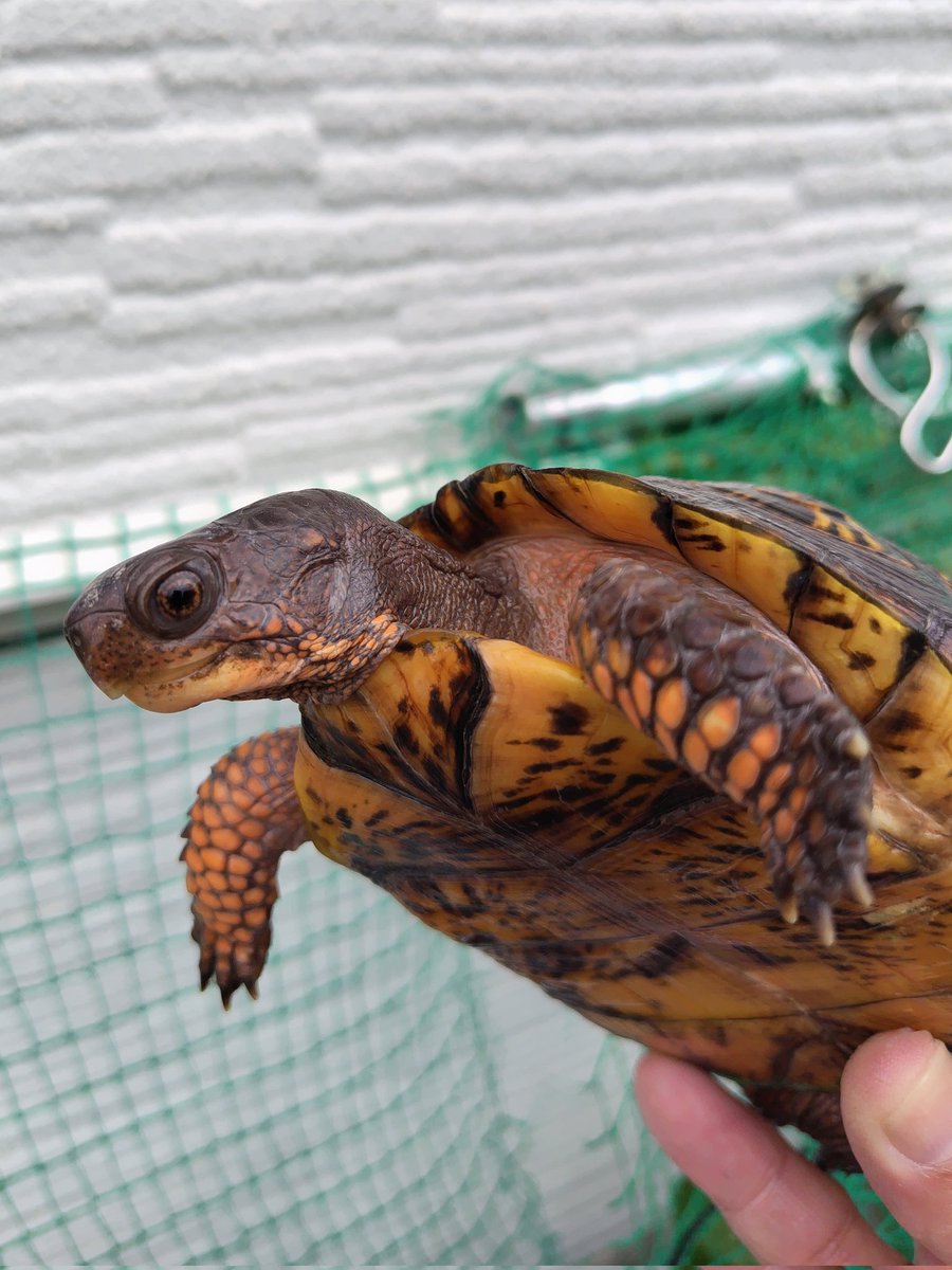 34_wgnc's tweet image. 昨年のぶりくらで迎えた＠GOLD_CASTLEさんの2023CBです。　この個体も屋外飼育にしたら前足が浮腫んだので、病院で抗生剤の注射を打ってもらい注射1本で完治しました。　(^⁠_⁠^)
#トウブハコガメ
#Easternboxturtle 
#Terrapenecarolinacarolina 
#burikura