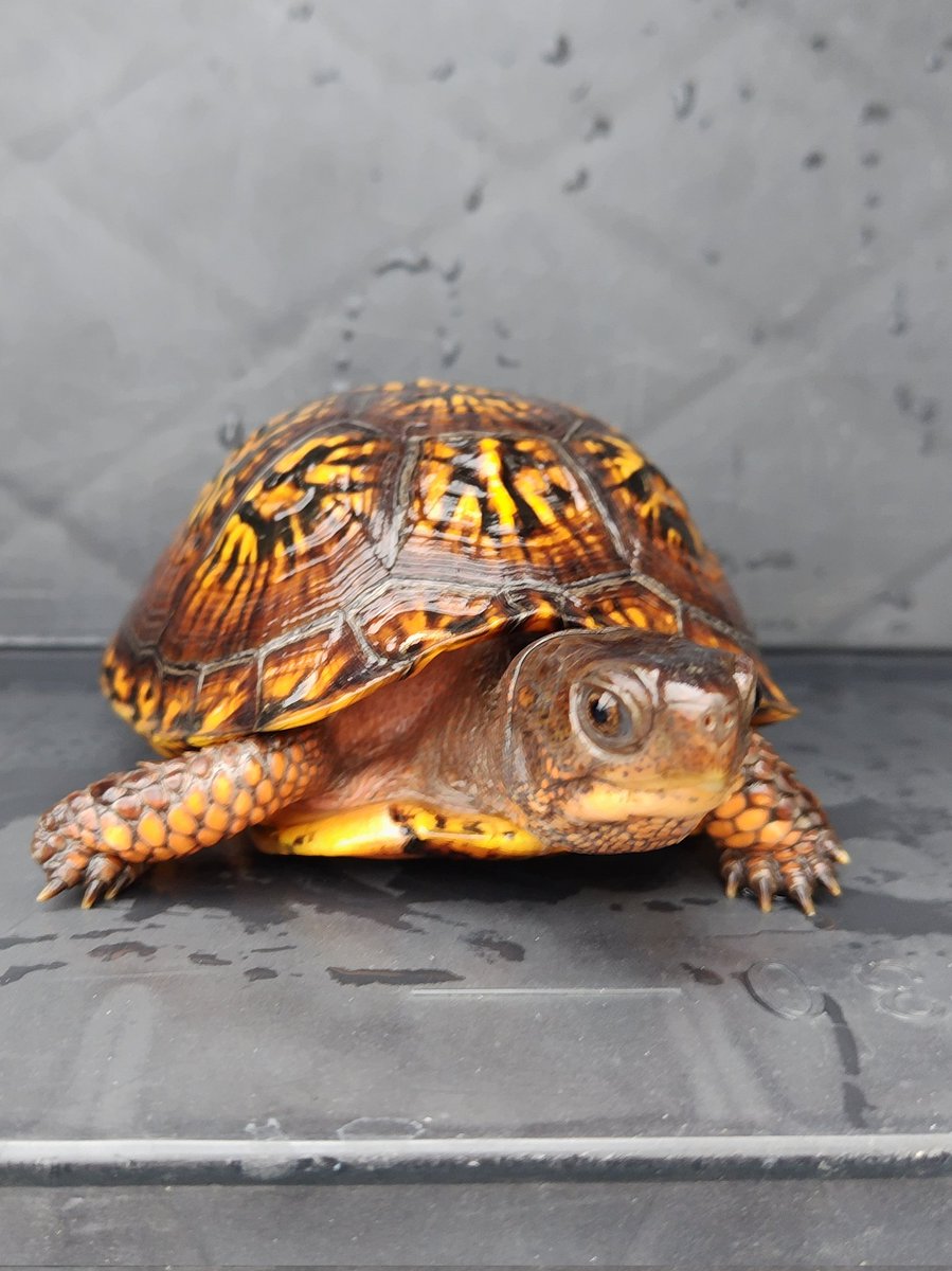 34_wgnc's tweet image. 昨年のぶりくらで迎えた＠GOLD_CASTLEさんの2023CBです。　この個体も屋外飼育にしたら前足が浮腫んだので、病院で抗生剤の注射を打ってもらい注射1本で完治しました。　(^⁠_⁠^)
#トウブハコガメ
#Easternboxturtle 
#Terrapenecarolinacarolina 
#burikura