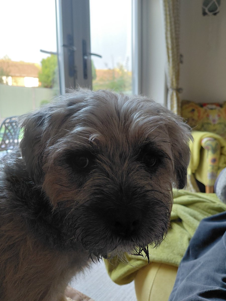 Gary Border Terrier 🏴󠁧󠁢󠁷󠁬󠁳󠁿 🇺🇦 tweet media