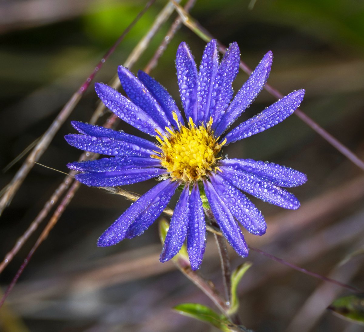 nj_pinelands's tweet photo. Happy #MacroMonday! Here are new #macros of a native eastern showy aster #flower coated in morning dew. Showy asters (Eurybia spectabilis) attract countless butterflies, bees and other pollinators while blooming from August through October. 

📷: Paul Leakan, NJPC https://t.co/d8nrnc1V0X