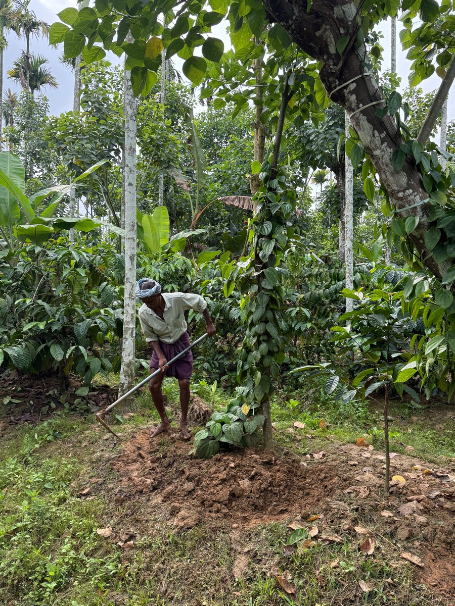 PepperinPepper's tweet photo. At Pepperin, every vine is cared for from the roots up 🌿
Before applying organic fertilizers, we prepare the base of each pepper vine — a simple step that helps the soil breathe and the roots thrive.
#Pepperin #GItagged #BlackPepper #SustainableFarming #Wayanad https://t.co/L8p6IZEGeI