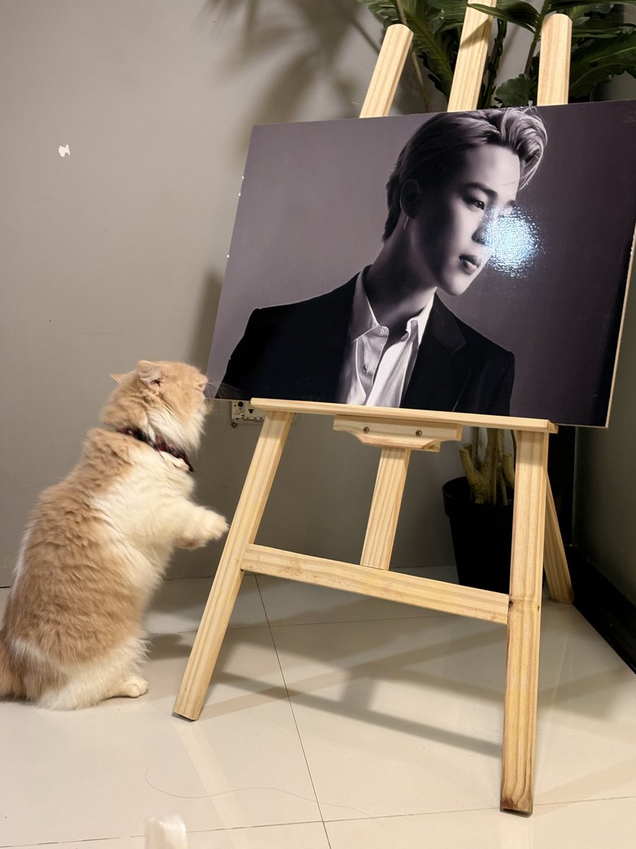 ouifloz's tweet image. แมวกับจีมิน เป็นอะไรที่ถูกต้องมากค่า 😭💜✅
#lightofmylifepjm