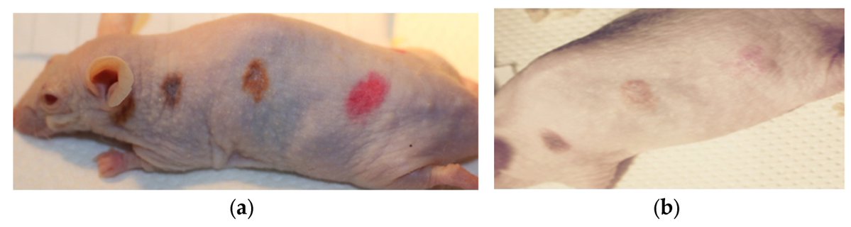 Cosmeticsmdpi's tweet image. #OpenAccess #Article
📑Title: Permanent Makeup (#PMU) Removal with #Plant Origin Extracts
Authors: Eleni Andreou et al.
📌 brnw.ch/21wWzEE