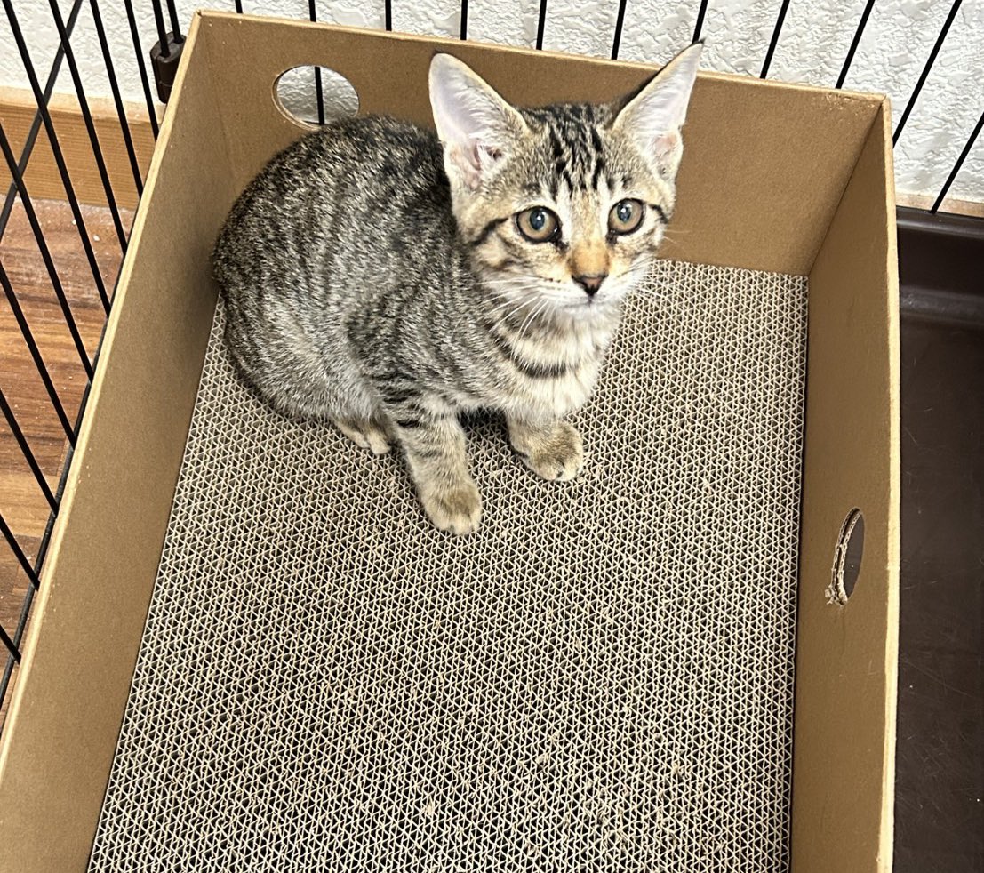 8rjXhLaRHFwK9l2's tweet image. ♀の子猫の里親になりたいから保護したら教えてと言われていたので、人馴れバッチリなこの子達の写真を送ったら「他の柄の子がいい」と言われた…キジトラもキジ白も可愛いのにな😿
人の手で投げ捨てられキジトラさと♀とキジ白リン♀。リンは左後脚先を欠損していますが走るしジャンプも出来ます。↓