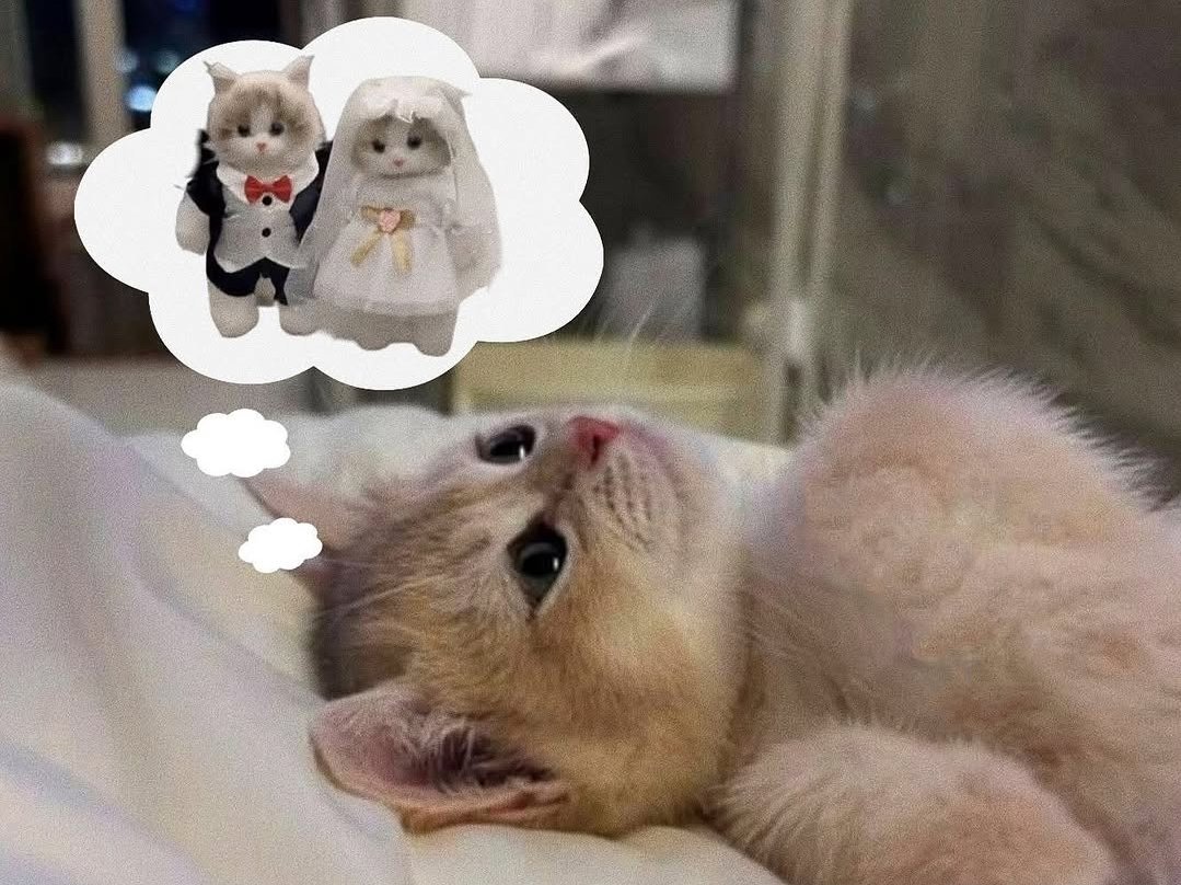 smol silly cat (@catsillyness) on Twitter photo 