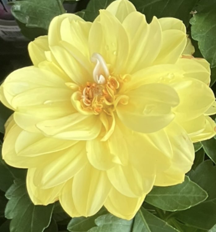 flower yumiさん専用ページ 🍀Yumi🍀 on X