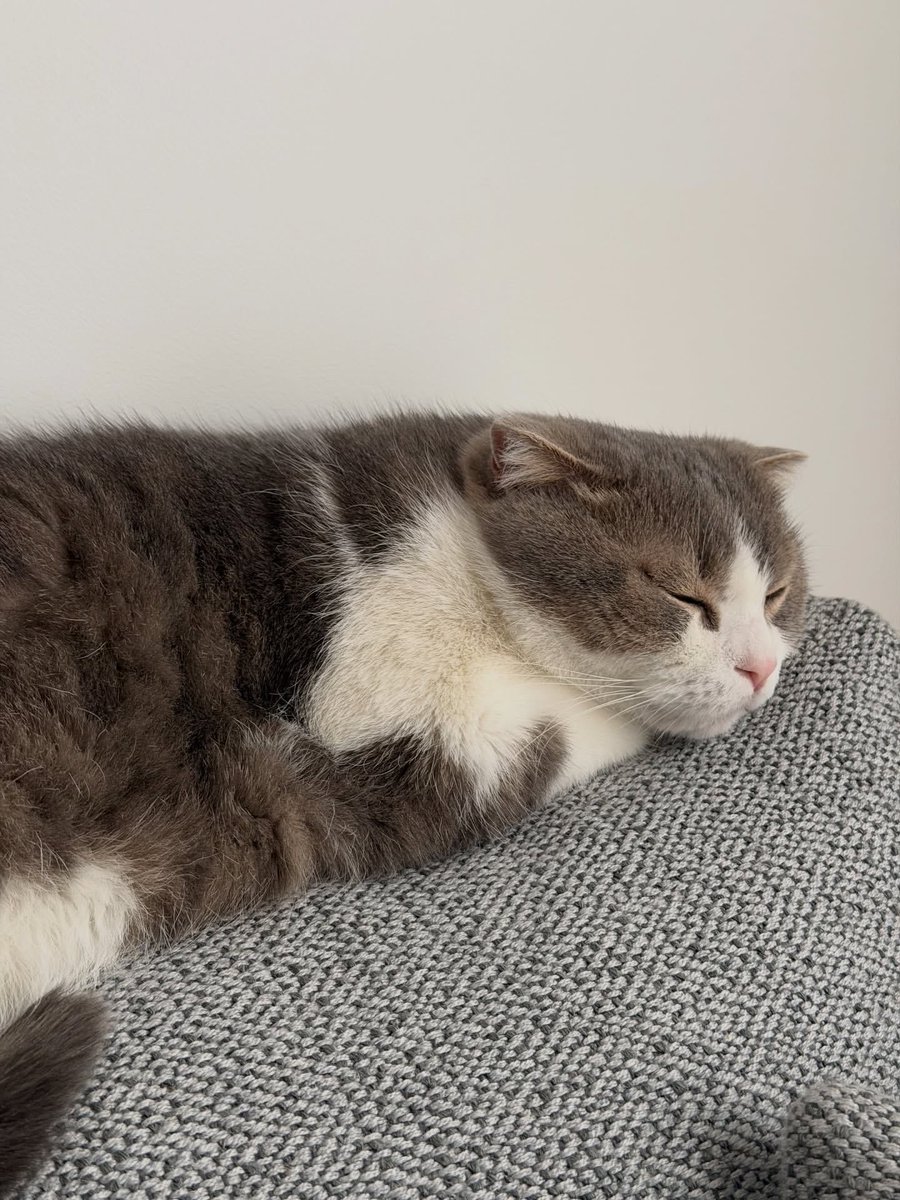 LiliesHome_'s tweet image. Little boy 🤏🏻

Please engage ⏬
instagram.com/p/DPv0BcRETai/

#LISA #TeamLeo @wearelloud 
🍪✨