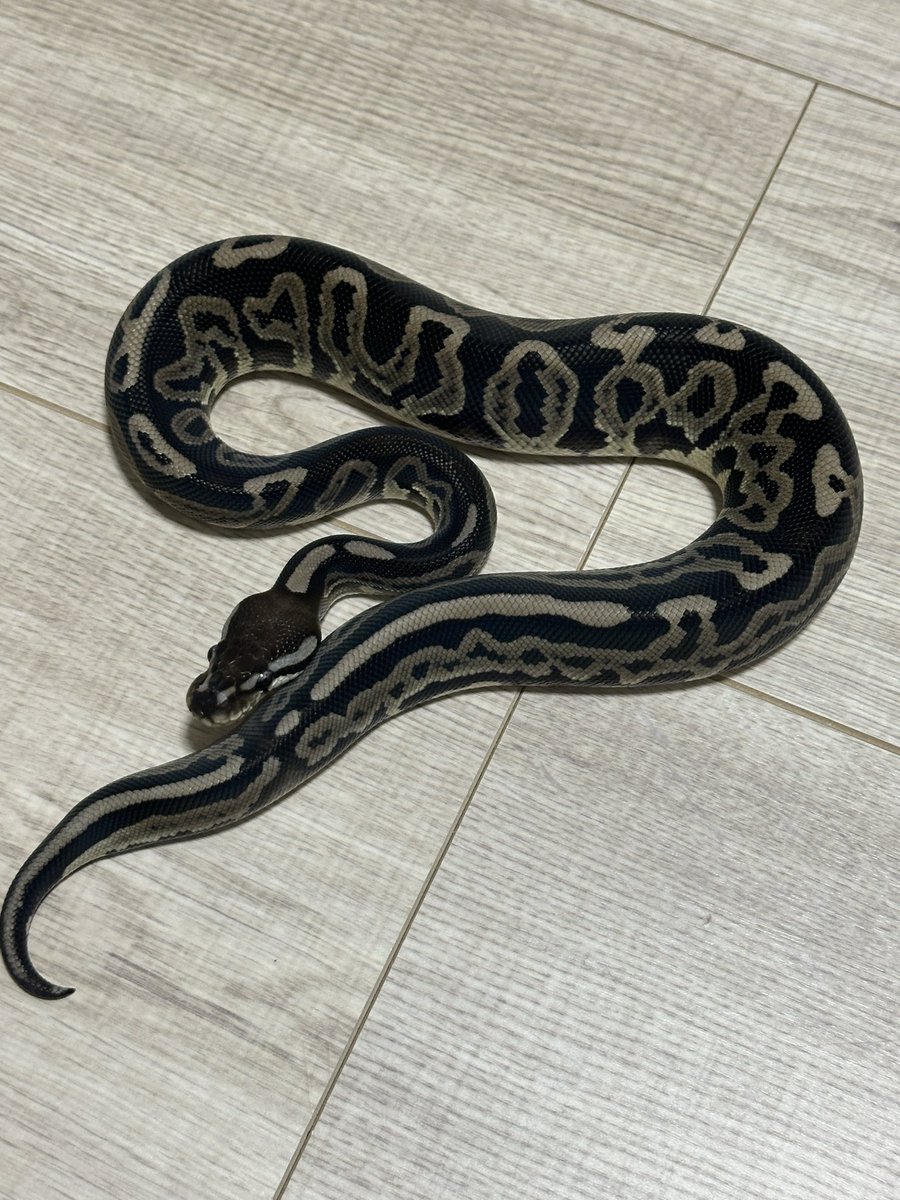 zuu1110's tweet image. あなた達かっこよくなってきたね🤣

#ballpython #ボールパイソン