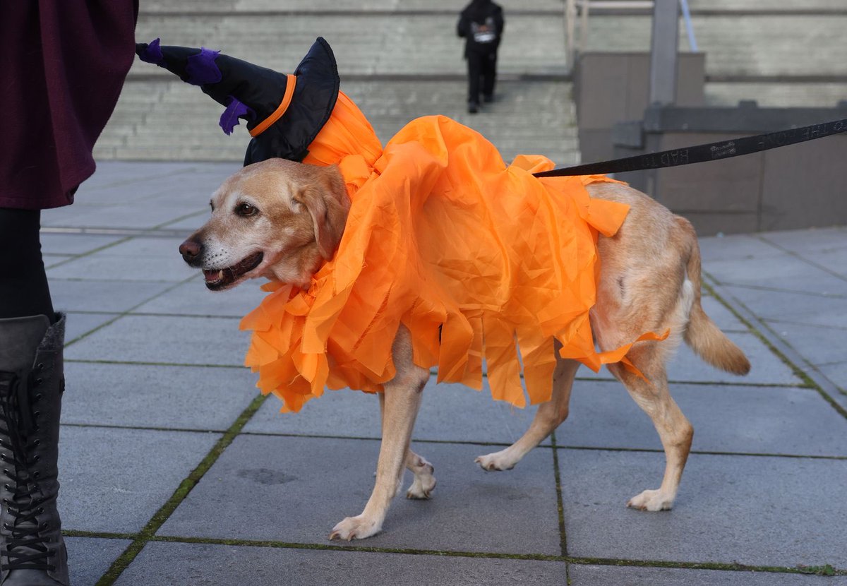 #shiverpoolcommunityspirit 

What a weekend 🐕 🐾 🐶 Our second tour with <a href="/hectorsgrescue/">Hector’s Greyhound Rescue</a> was such a pooch pleasure ♥️ the darling dogs stole the show… Thankyou to everyone who attended for your support and to <a href="/LivEchonews/">Liverpool Echo</a> &amp; <a href="/iainwattsphoto/">Iain Watts</a> for helping to spread the word! 

🌺