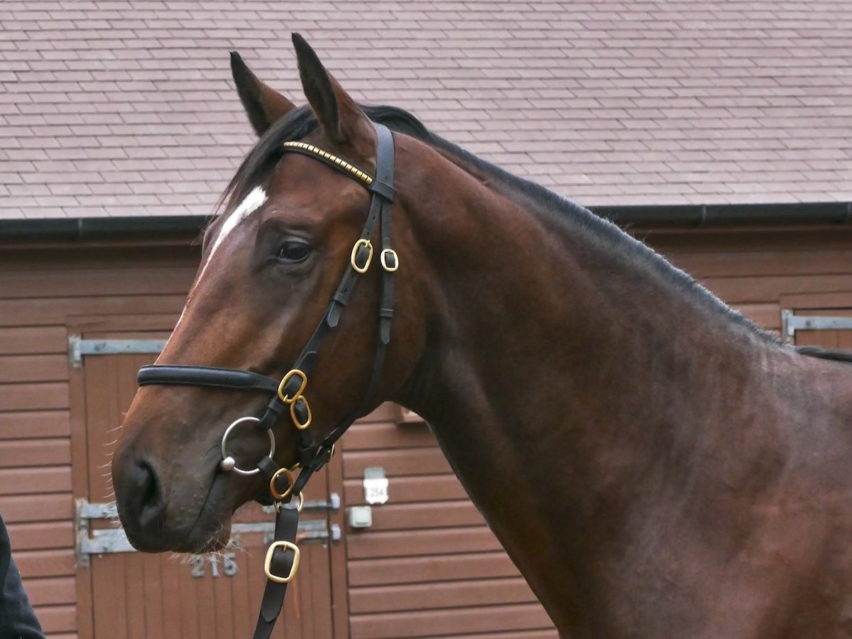 Wildenstein Breeding - FanPage tweet media