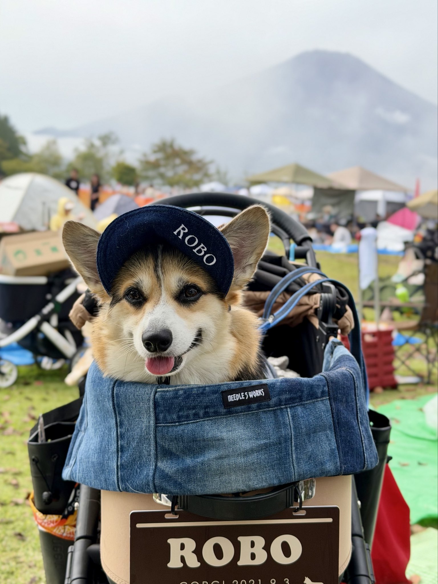 手乗りサイズのコーギーさん♪ 手乗りサイズのコーギーさん♪