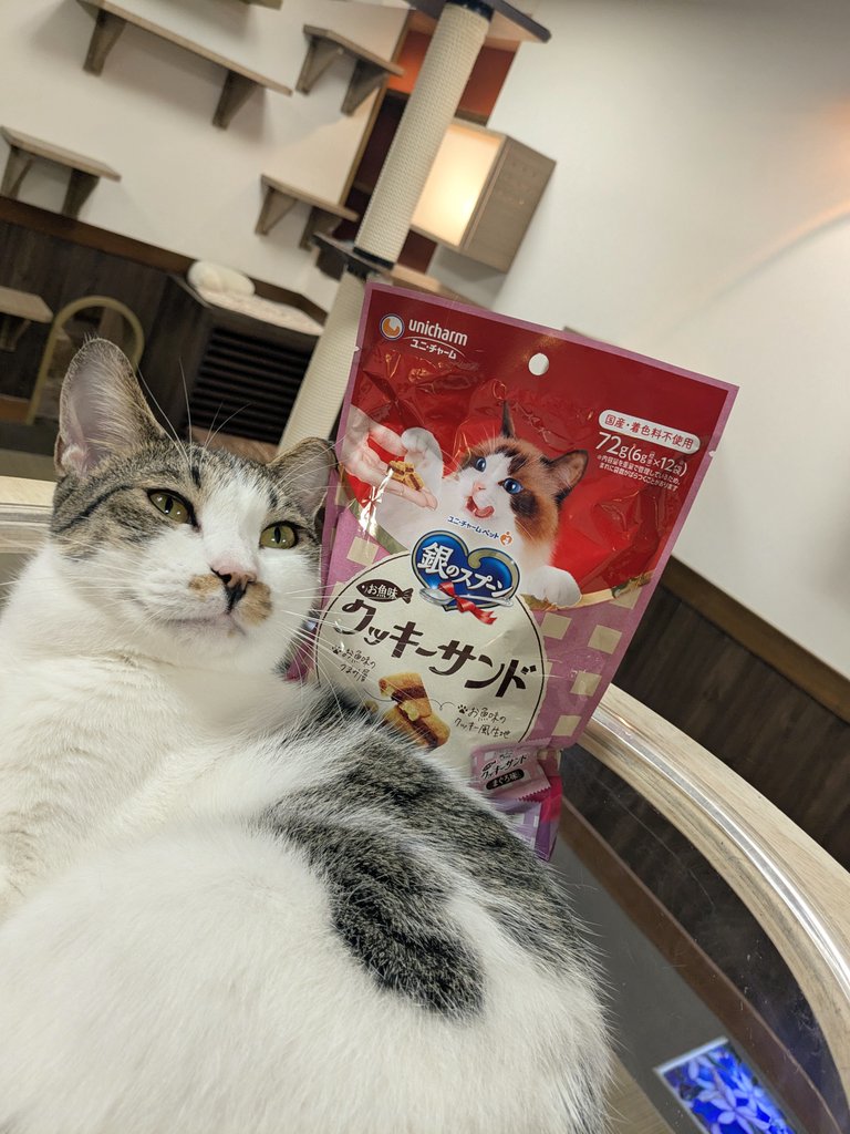 お客様より差し入れを頂きました❗
みぃちゃんが珍しく決めてくれました♥️
ときくん、、、まだ早いよ😂
ハルちゃんには療養お疲れさまでしたとおいしいおやつを頂きました✨
ありがとうございます😁
#きゃりこ吉祥寺　#保護猫カフェ
#差し入れありがとうございます
#みぃ　#とき
#ハル