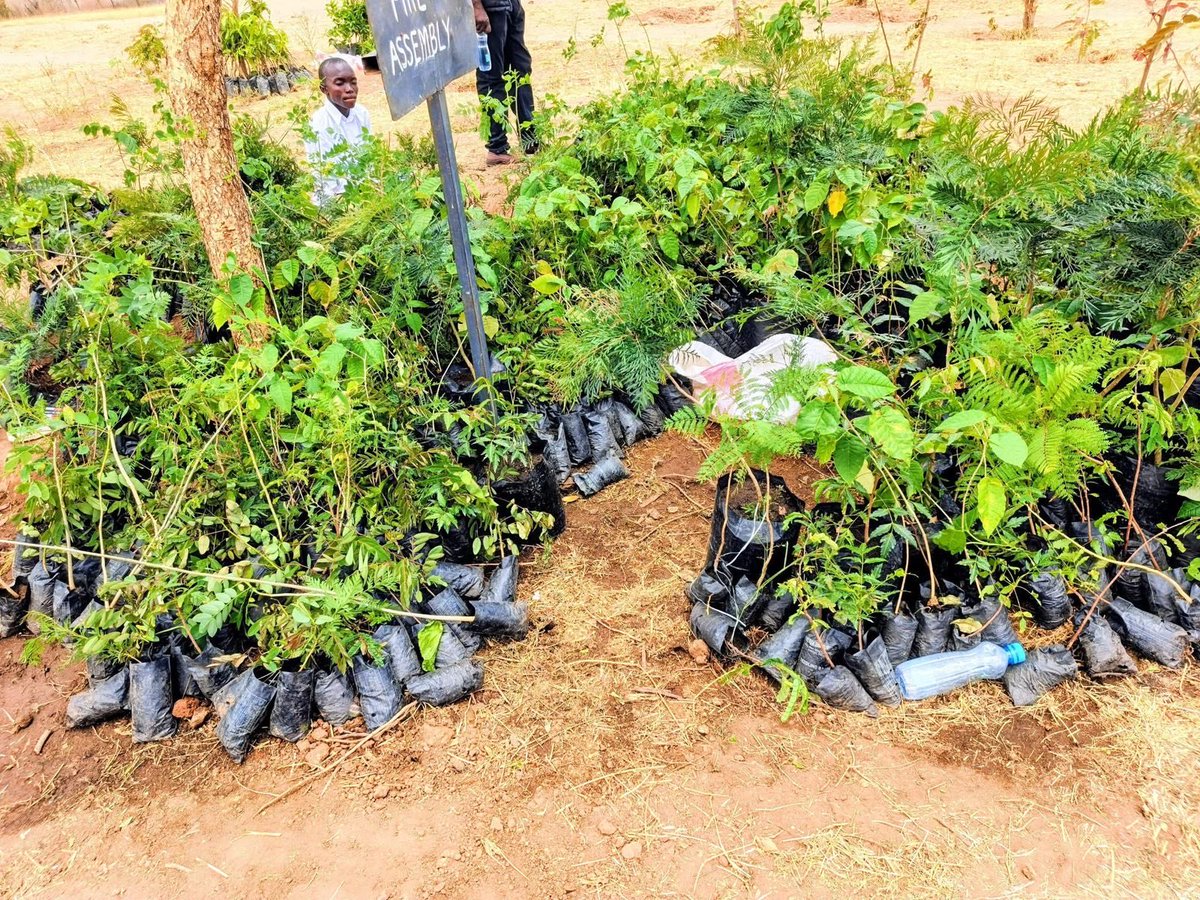 Grateful to the team from the State Department for Livestock Development for representing me during the Mazingira Day 2025 celebrations at Tiva Primary School in Kitui County, my local school back at home.

It was encouraging to see the community come together to plant trees,