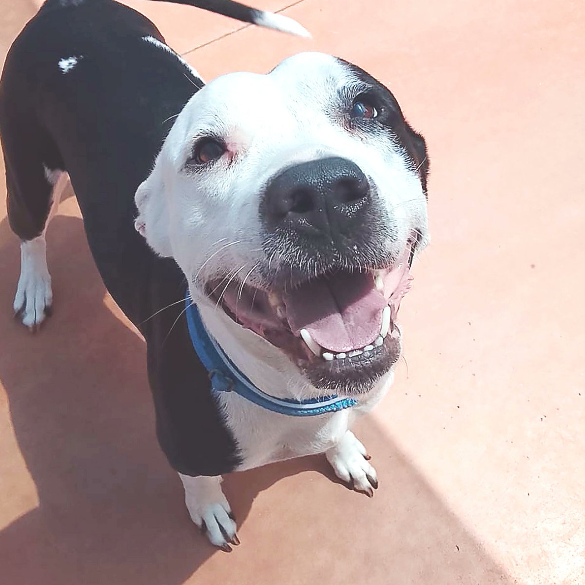 La Xena té 4 anys i mig i és una mestissa d’american stafford encantadora 💛
És bona, juganera i té bona relació amb altres gossos 🐾
Busca una família per començar de nou!
👉 protectoramataro.org/adopta-un-anim…
#Adopta #Gossos #SPAMataró