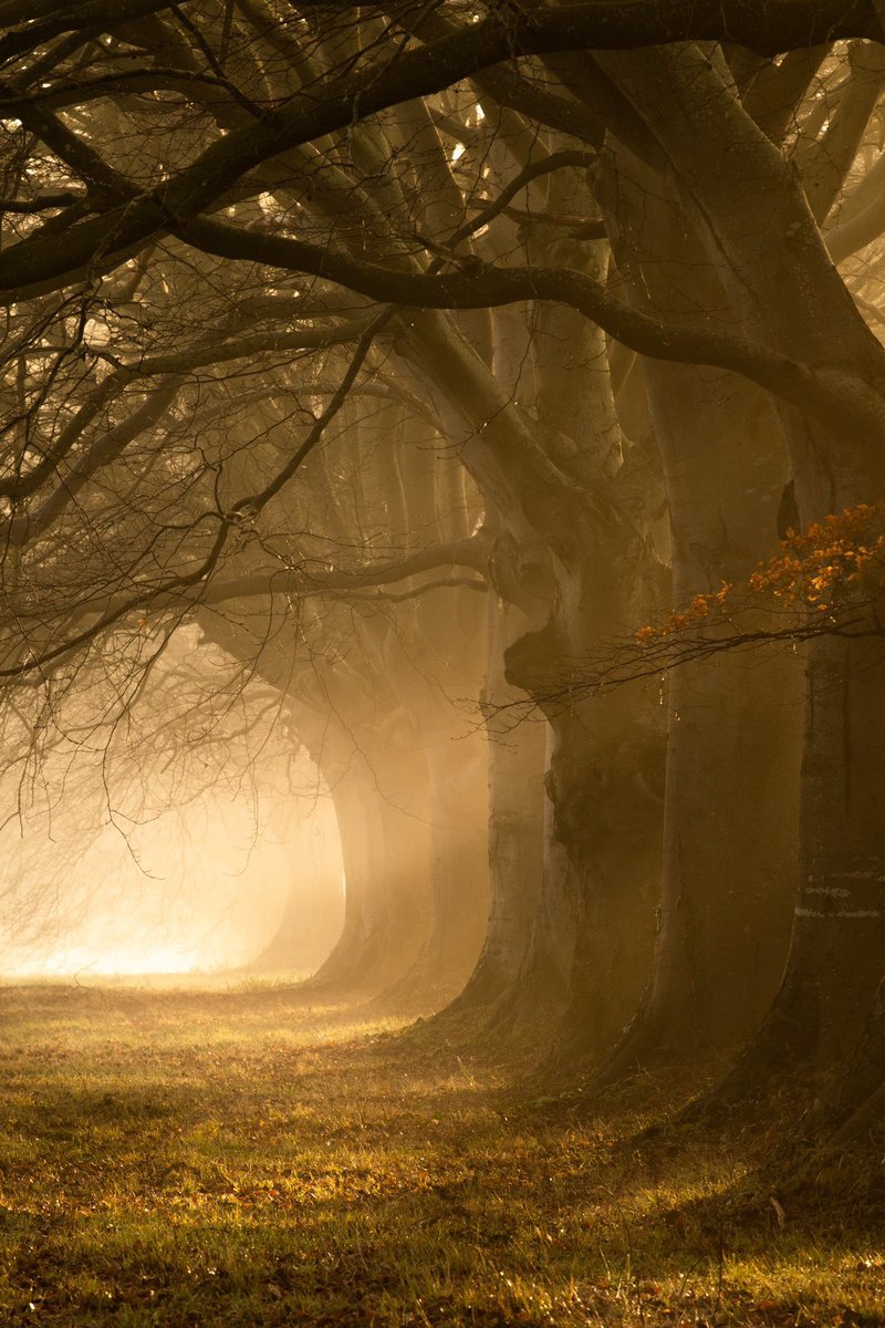 cecchi_giovanna's tweet image. •
" non saranno la luce e il chiarore del sole a farci uscire dalle tenebre, ma la conoscenza delle cose. "
- Lucrezio