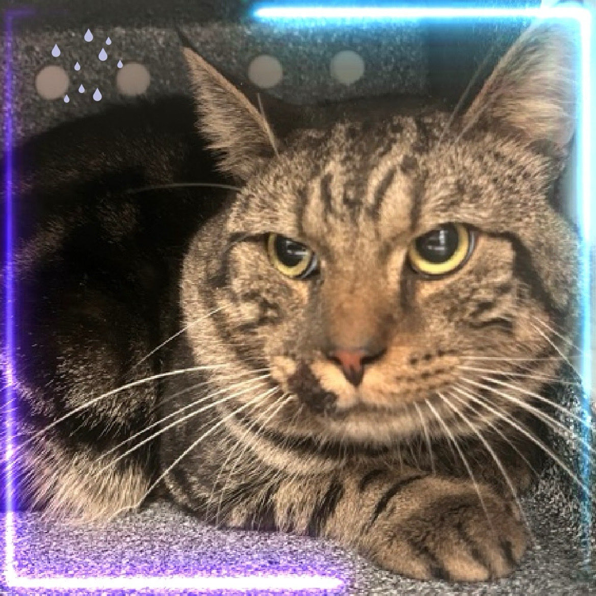 Kimberlykokourt's tweet image. SEPTEMBER NEEDS A PLACEMENT BY TUESDAY OCTOBER 14, 2025 BY 12PM: Hello, my name is September. #september: My animal id is #ID235923. I am a male brown tabby #cat at the #ManhattanACC. The shelter thinks I am about 4 years 2 weeks old. #CatsOfX #NYCACC #Donate #Adopt #Rescue RT