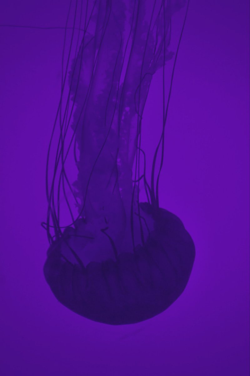 carabx7's tweet photo. 🪼#jellyfish #Toronto https://t.co/Oxea8auFZn