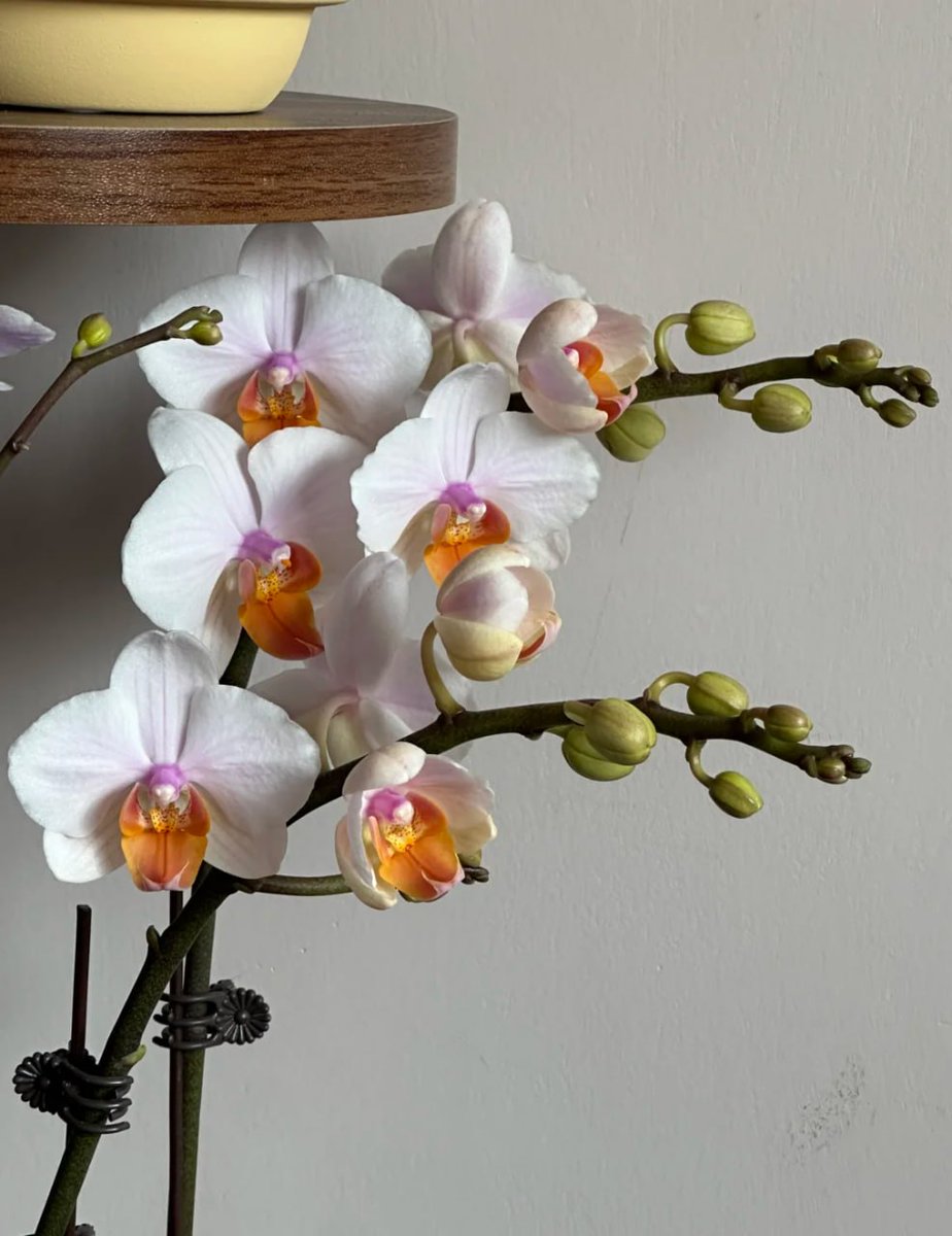 ColorScript's tweet image. 🌷 &quot;Nature in the house&quot;