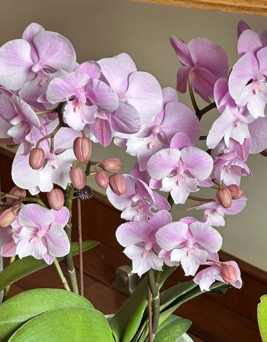 ColorScript's tweet image. 🌷 &quot;Nature in the house&quot;