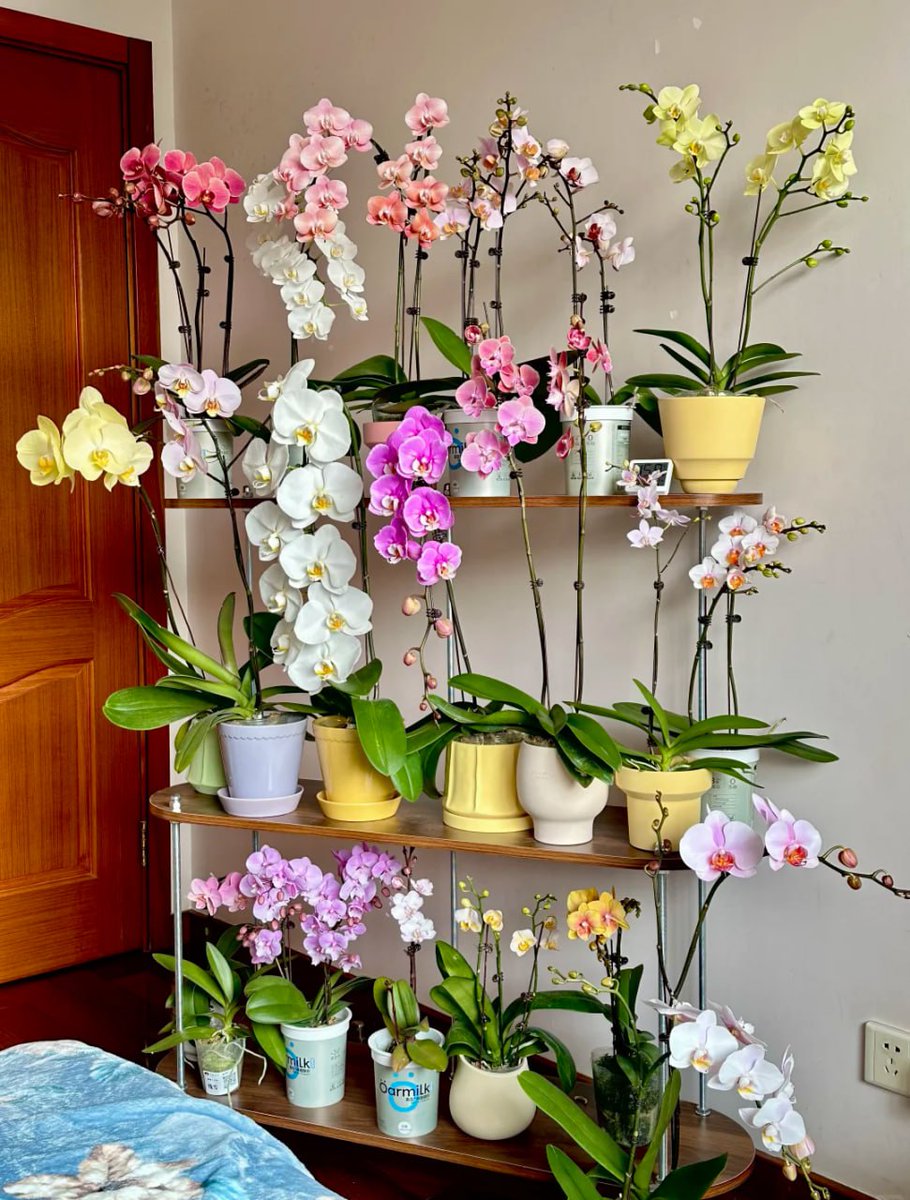 ColorScript's tweet image. 🌷 &quot;Nature in the house&quot;