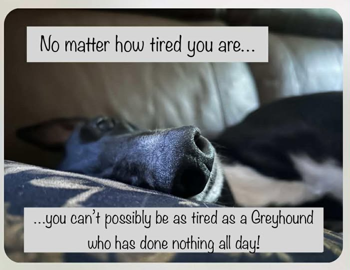 From Sheffield Retired Greyhounds.