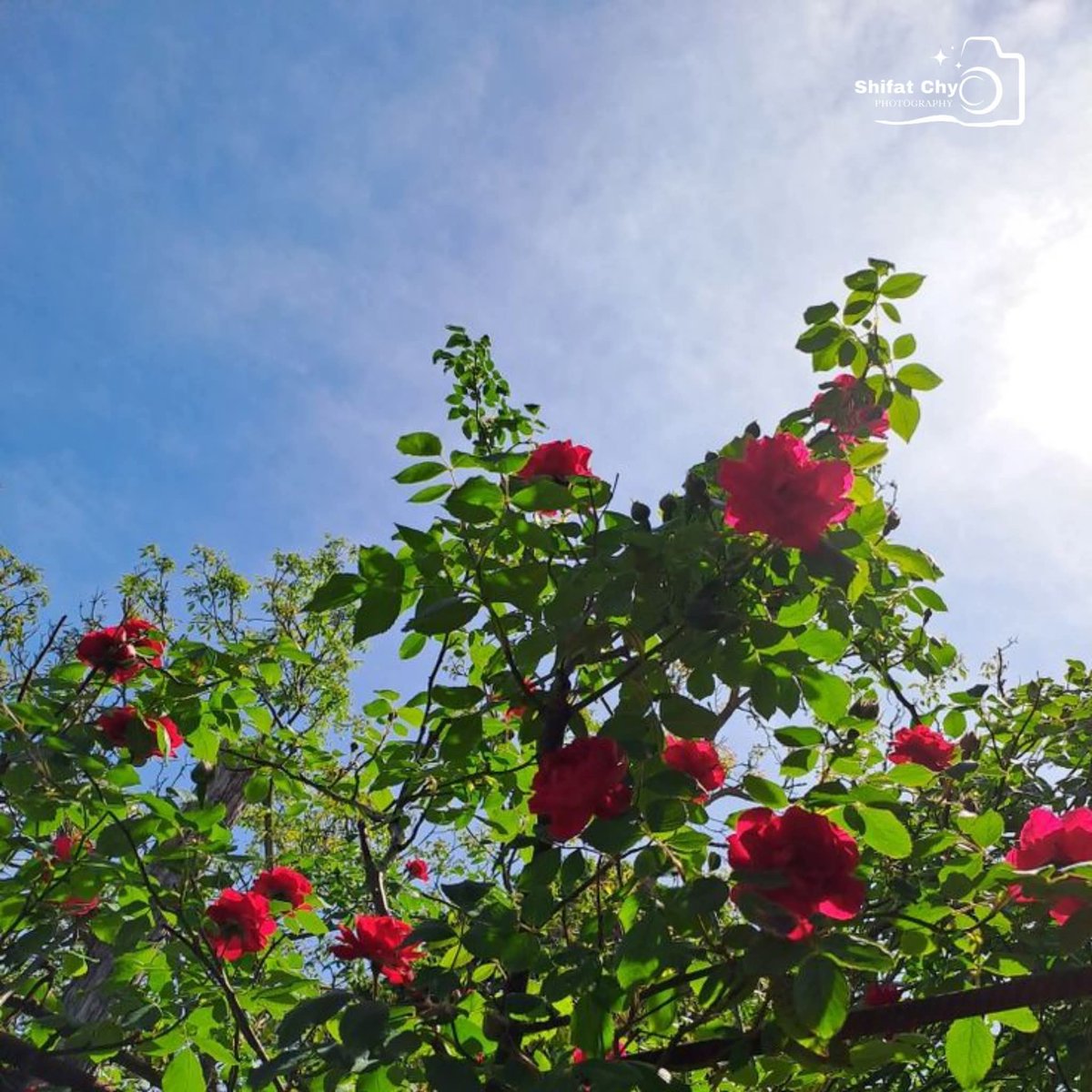 Raima__nor's tweet image. রবীন্দ্রনাথ ঠাকুর বলেছেন। বেঁধে রেখে লাভ নাই।উরিয়ে দিয়ে দেখো যদি সে তোমার হয় তাহলে নিঃসন্দেহে ফিরে আসবে।তখন না! হয় আগলে রেখো.!🫣❤️🩹