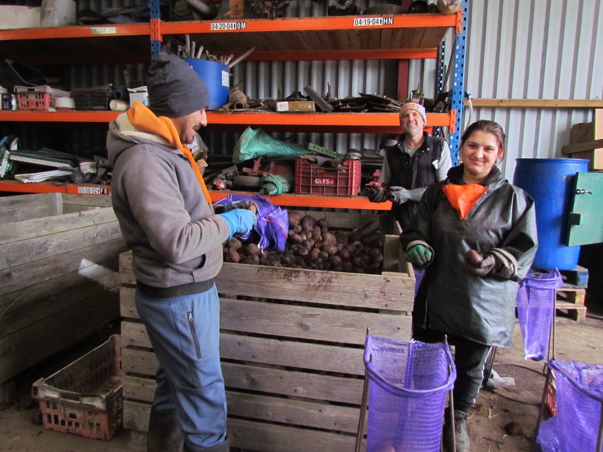 Dicken nets up beetroot to order with Iasar &amp; Luminita, they've worked for us a couple of days before, while Clyde and I graded and packed a tonne of squash. I certainly feel like I've packed a tonne of squash, but if you can't sell #squash in lead up to Halloween, you never will