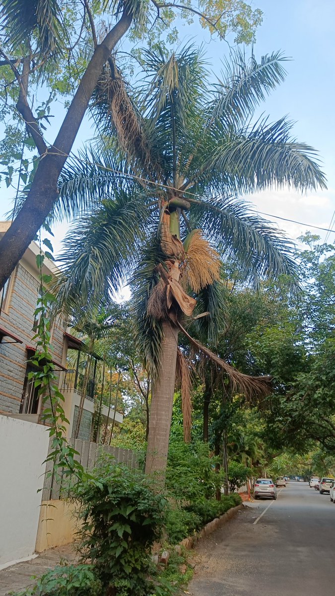 Bingo_mk's tweet image. #TreeFriends #TreeClub #TreeTime