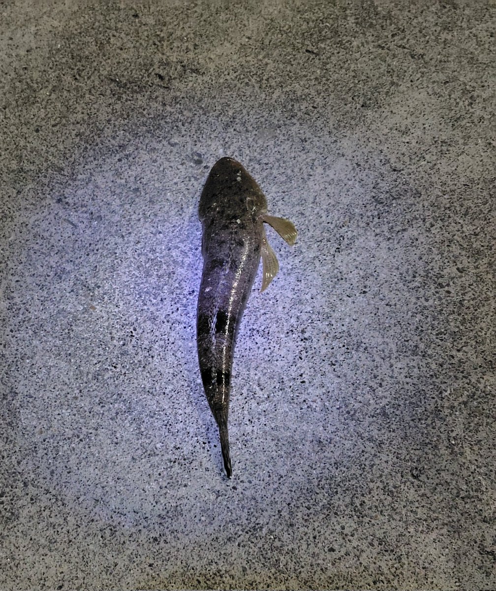 この前🐟少し小さい
３５ぐらい