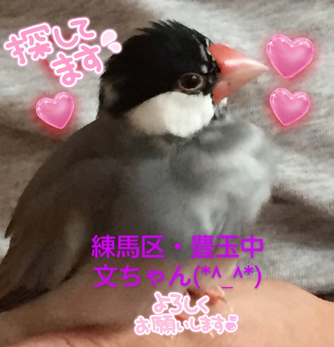 コザクラインコを探しています。 (@priestmoon) / Posts / X