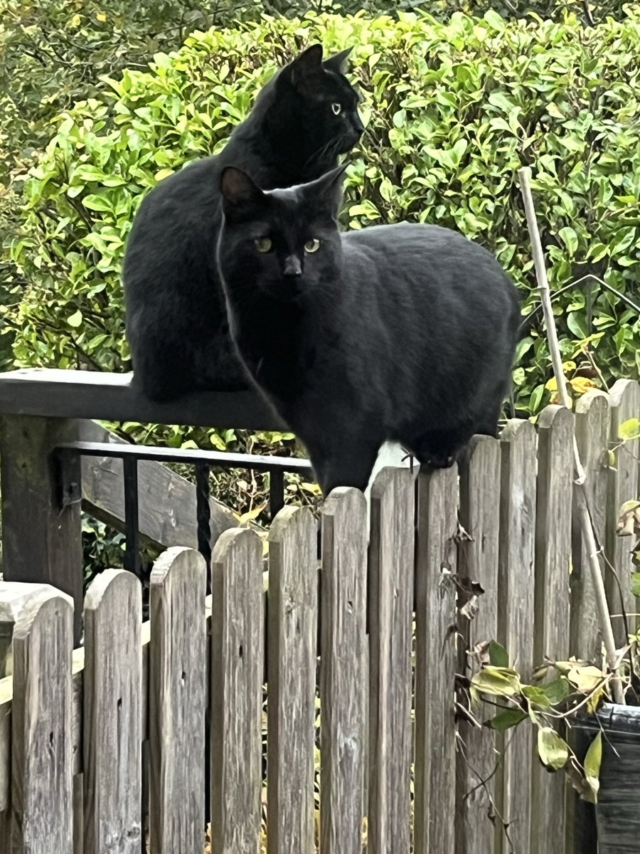 Yes we are on Jill’s fence (again). She said she’s totally fine with it! 😸😹