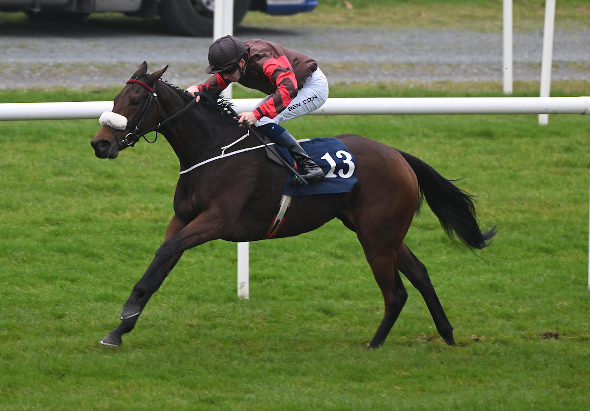 Roscommon Racecourse tweet media